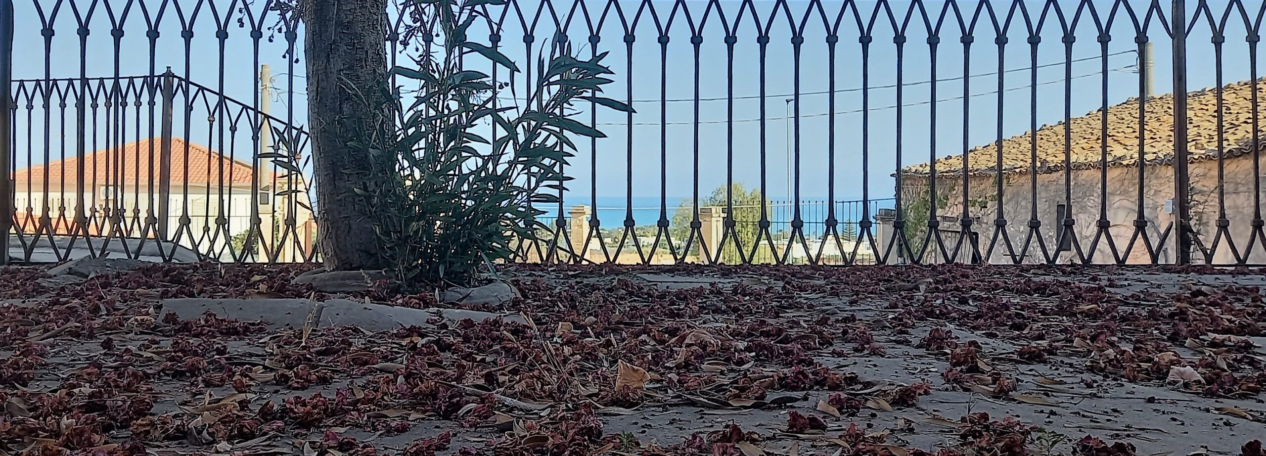 fiori sul pavimento marina di ragusa visionaria mediterraneo oleandro 1mqdb la castellana